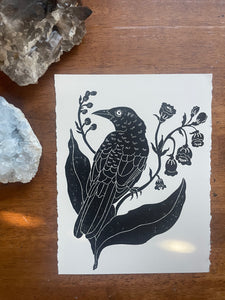 Bird of the Month