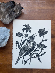 Bird of the Month