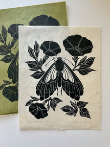 Midnight Moth